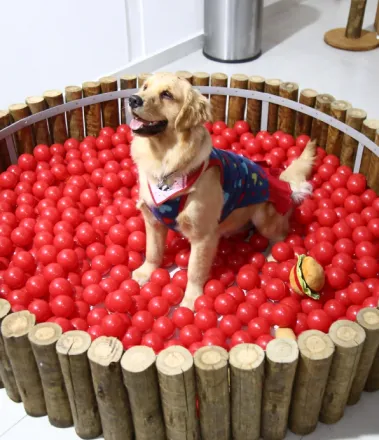 Espaço Pet no Buffet Infantil